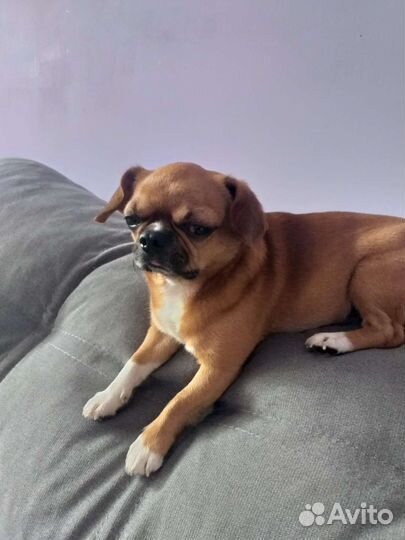 Собака вязка