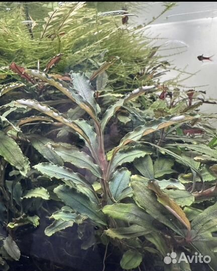 Мох кристмас буцифаландра