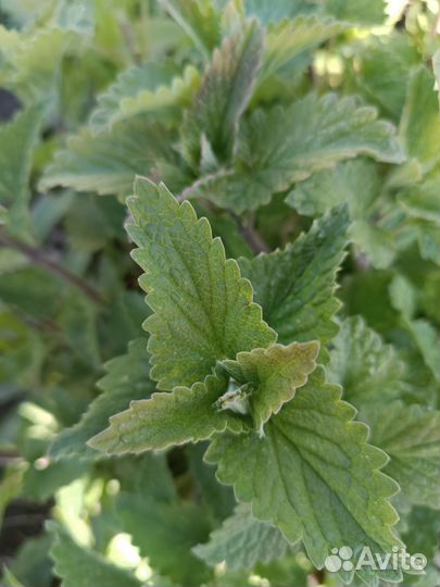 Мята свежая, мелисса, зеленый лук, петрушка