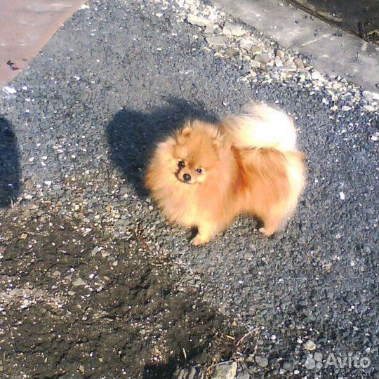 Предлагаю к вязке кобелей породы померанский шпиц