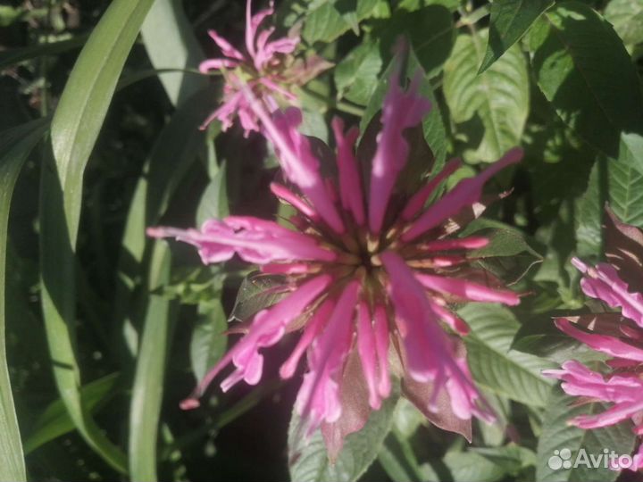 Монарда и другие многЛетние растения о