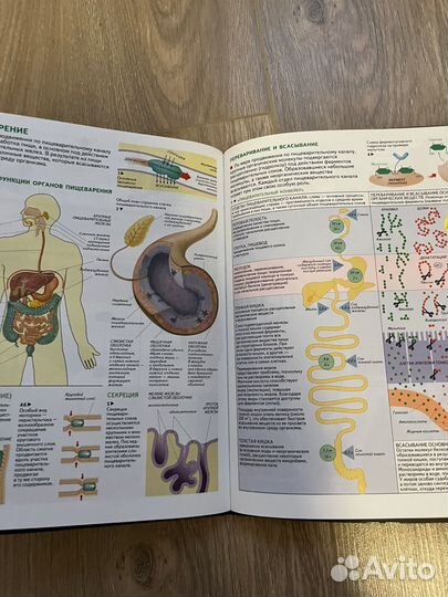 Атлас по анатомии барабанов