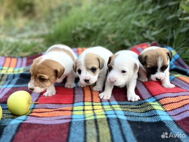 Щенки джек Рассел терьер
