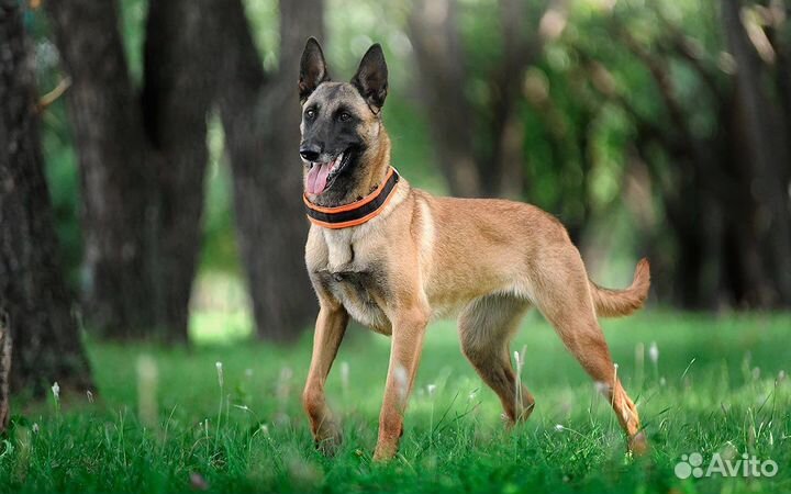 Выгул собак