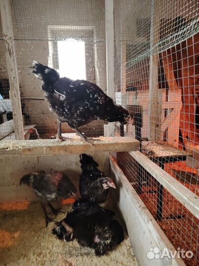 Инкубационное яйцо гергебильской породы кур