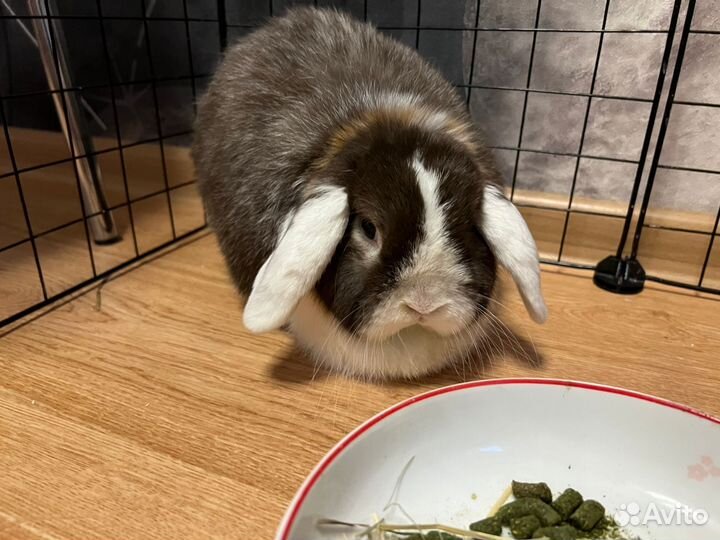 Декоративные кролики вислоухие