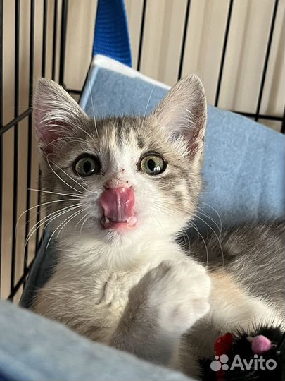 Спасите Масю