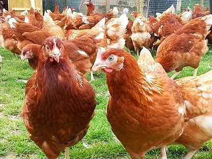 Несушки, Мценск