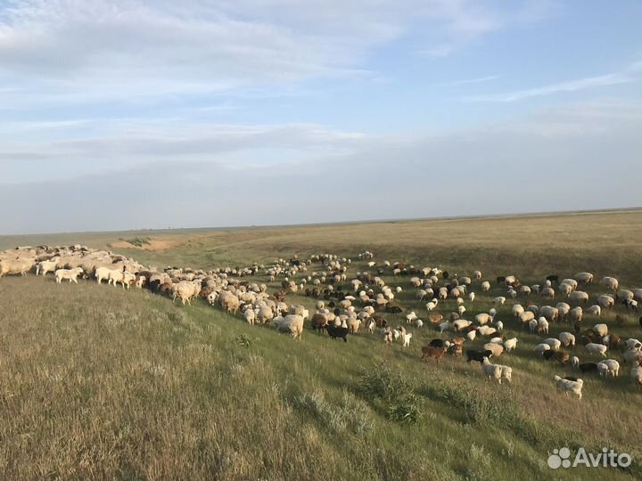 Овцы ягнята