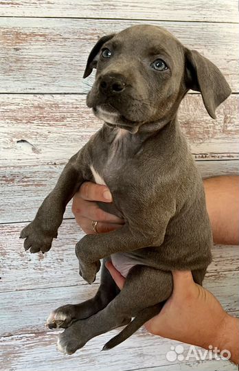 Щенки девчонки