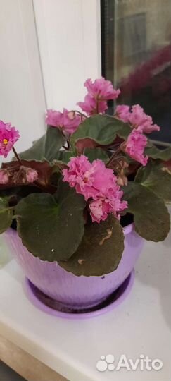 Комнатные цветы