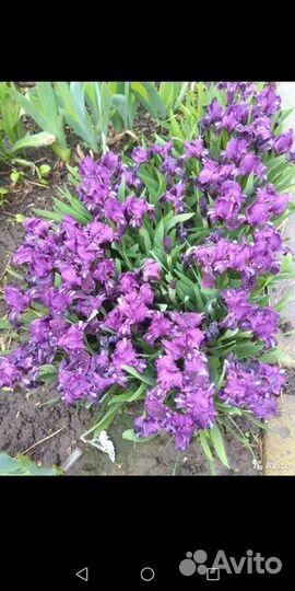 Ирисы карликовые