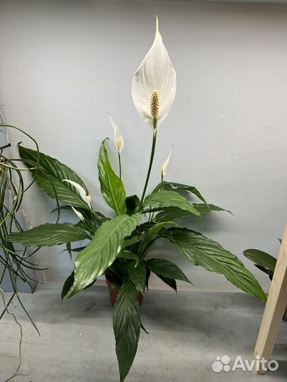 Спатифиллум или женское счастье