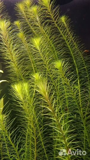 Аквариумные растения