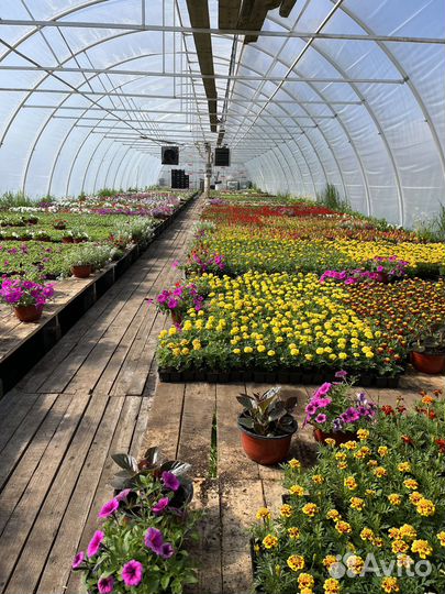 Рассада однолетних цветов