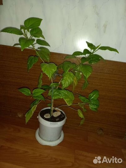 Гибискус китайская роза