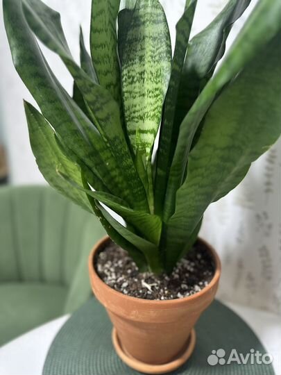 Сансевиерия