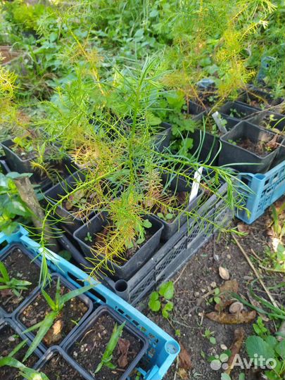 Криптомерия японская/Семена/Саженцы/ф. Элегантная