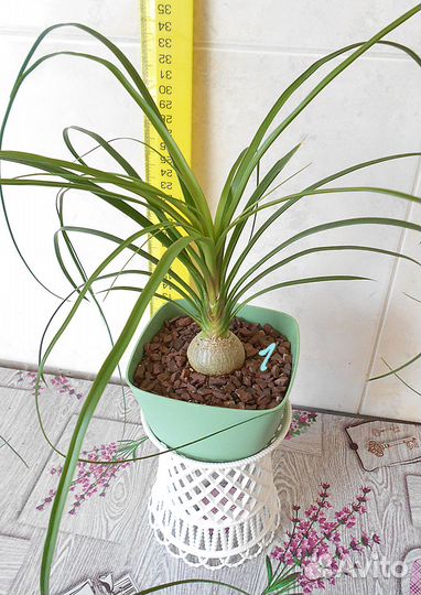 Бокарнея нолина, бутылочное дерево