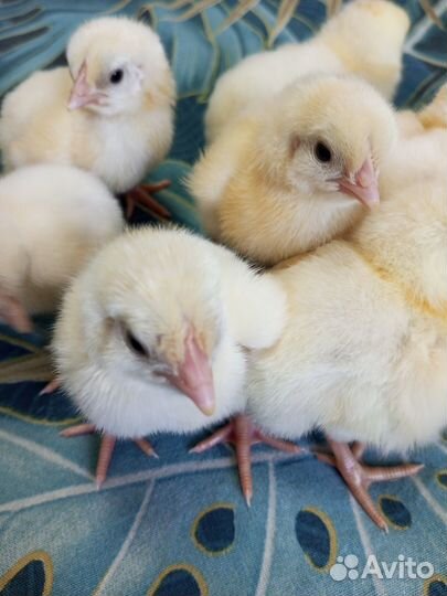 Цыплята суточные
