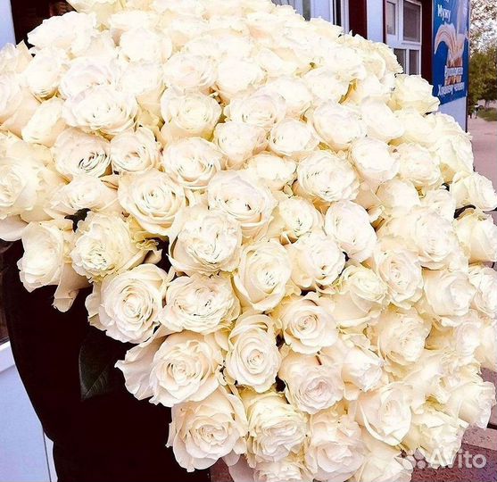 Розы гиганты 140 150 160 170 180 200