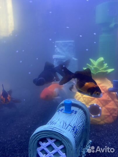 Аквариум с рыбками