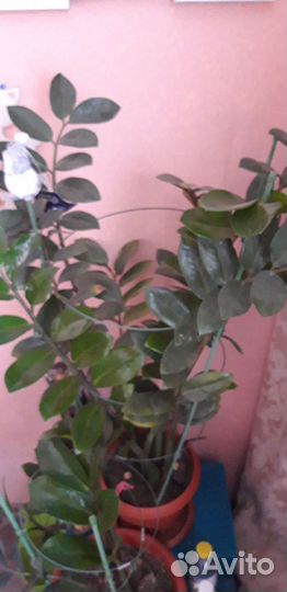 Замиокулькас и другие комнатные цветы