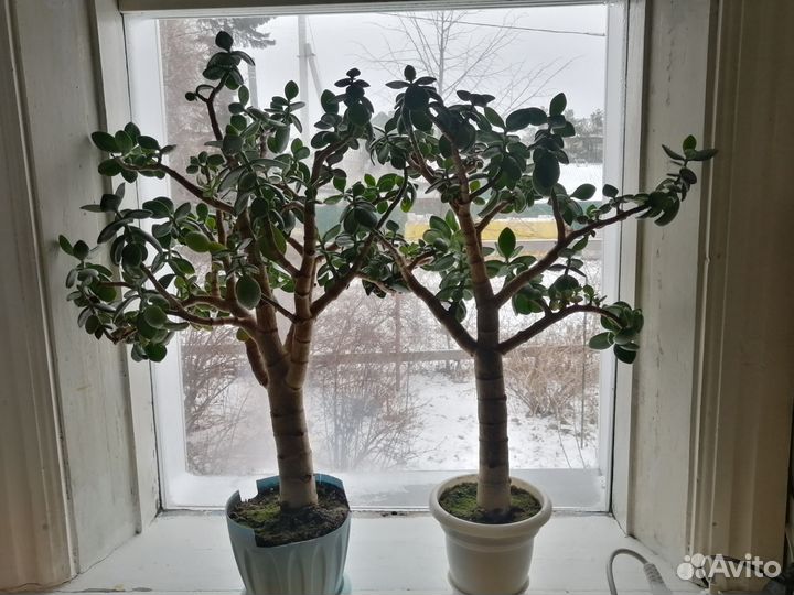 Алоэ детки Толстянка денежное дерево