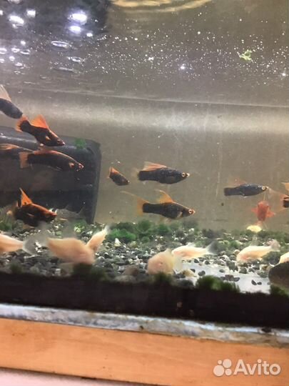 Меченосцы флаговые, вильчатые