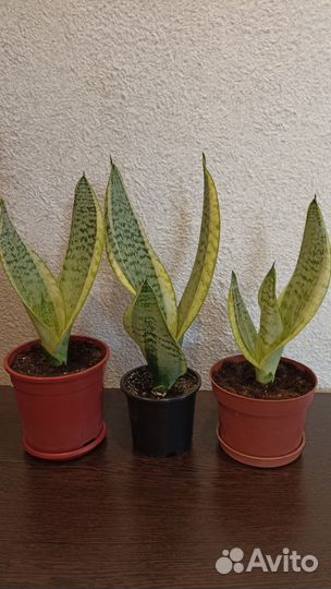 Сансевиерия футура суперба