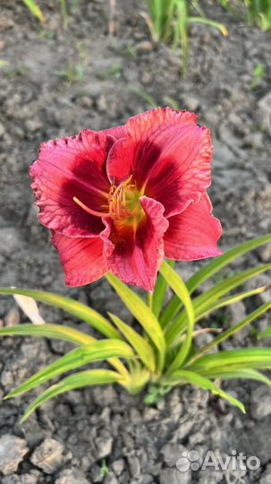 Многолетники. Лилейники