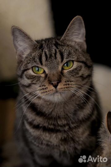 Европейская