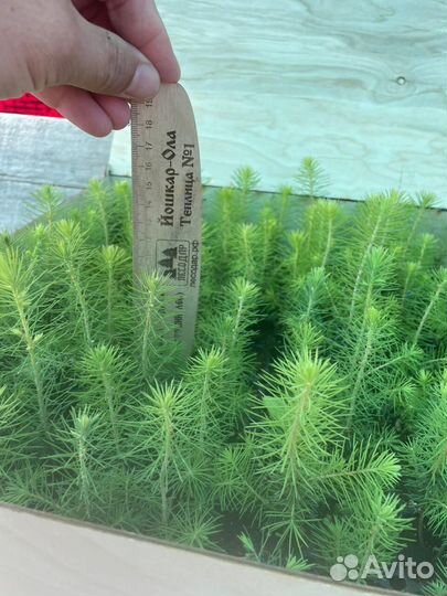 Саженцы ели зкс