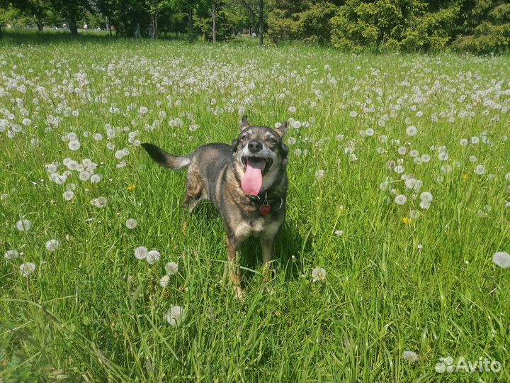 Выгул собак