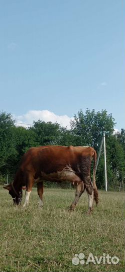 Коровы и телята