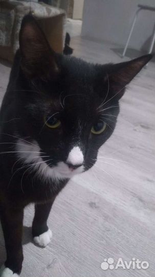 Кот бесплатно (помесь мейн куна с обычной)