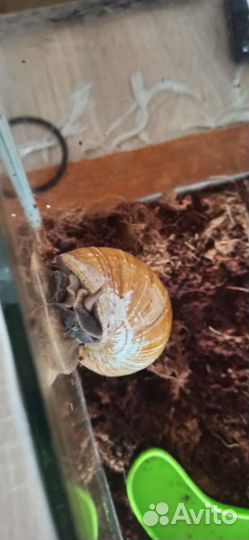 Улитка Ахатина