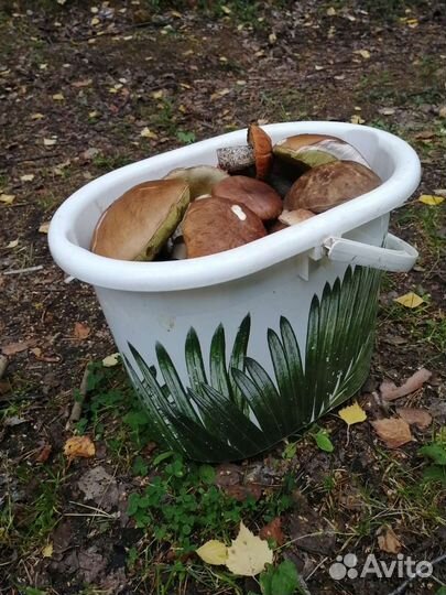 Грибы молодые