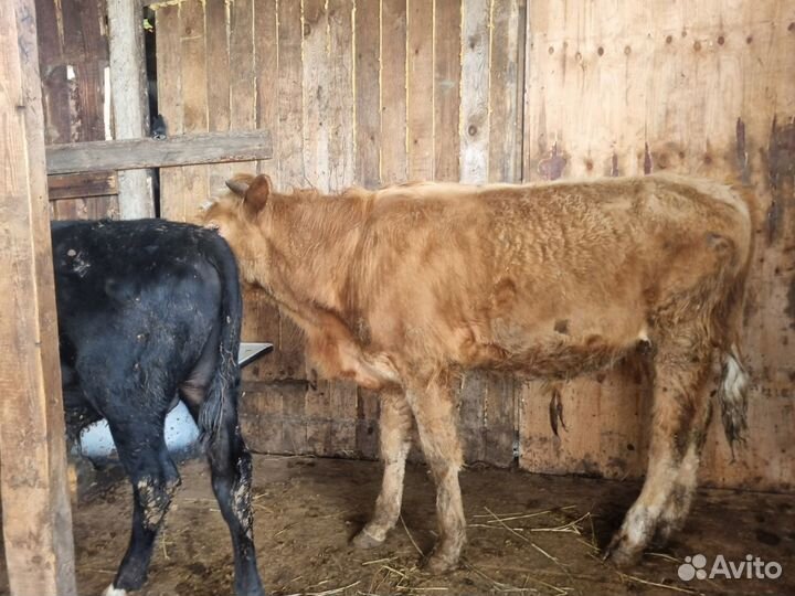 Живым весом