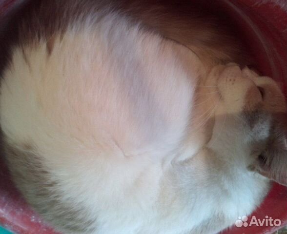 Найдена кошка