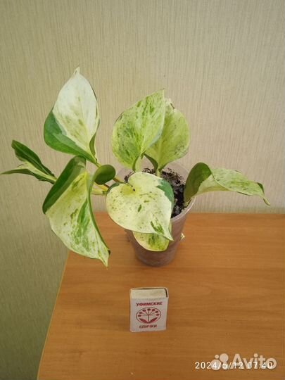 Сциндапсус