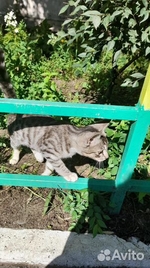 Кошка в добрые руки