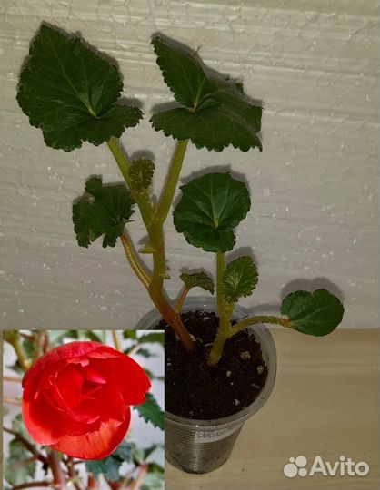 Сортовая бегония