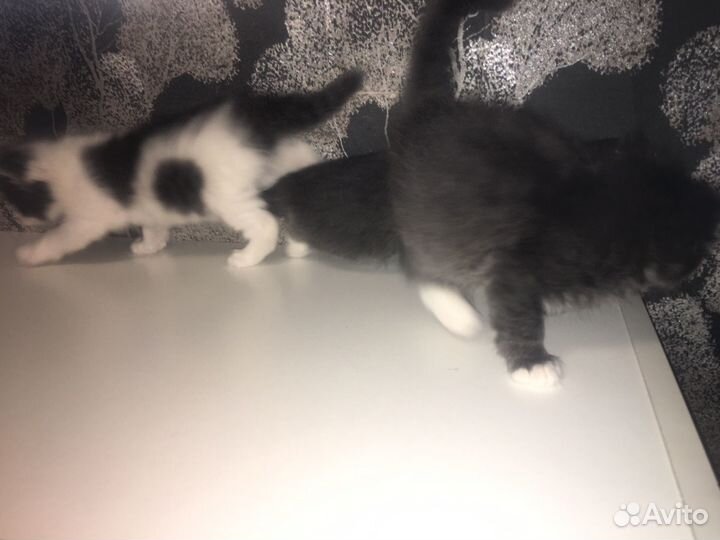 Котята в дар бесплатно