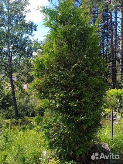 Туя брабант