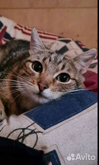 Кошка ласковая в дар