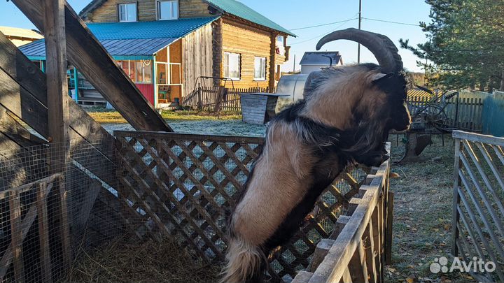 Продаётся козёл