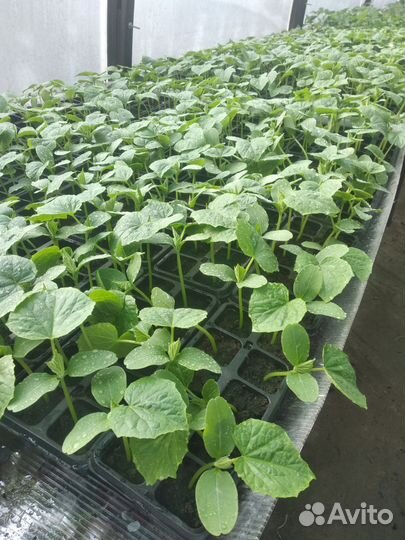 Рассада огурцов