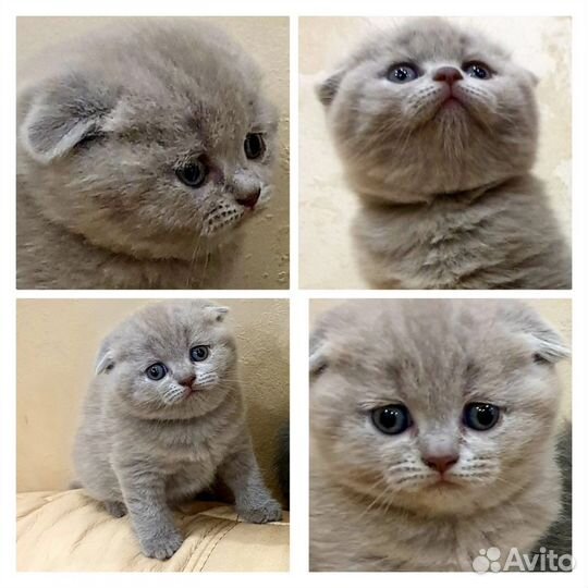 Шотландские мальчики