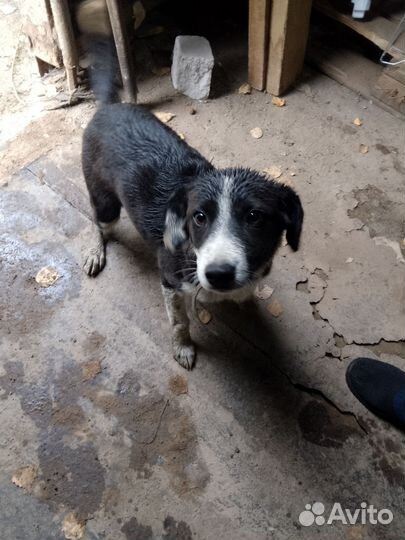 Щенок девочка